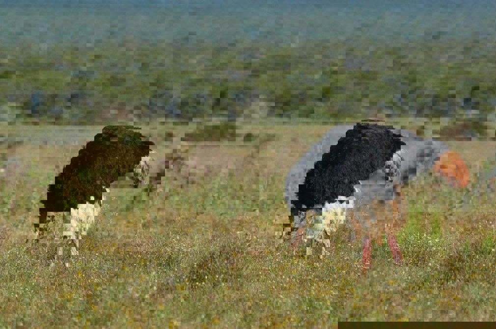 Stop met struisvogelen: regel slim je pensioen als zzp’er