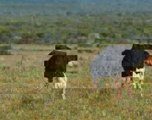 Stop Met Struisvogelen Regel Slim Je Pensioen Als Zzp’Er